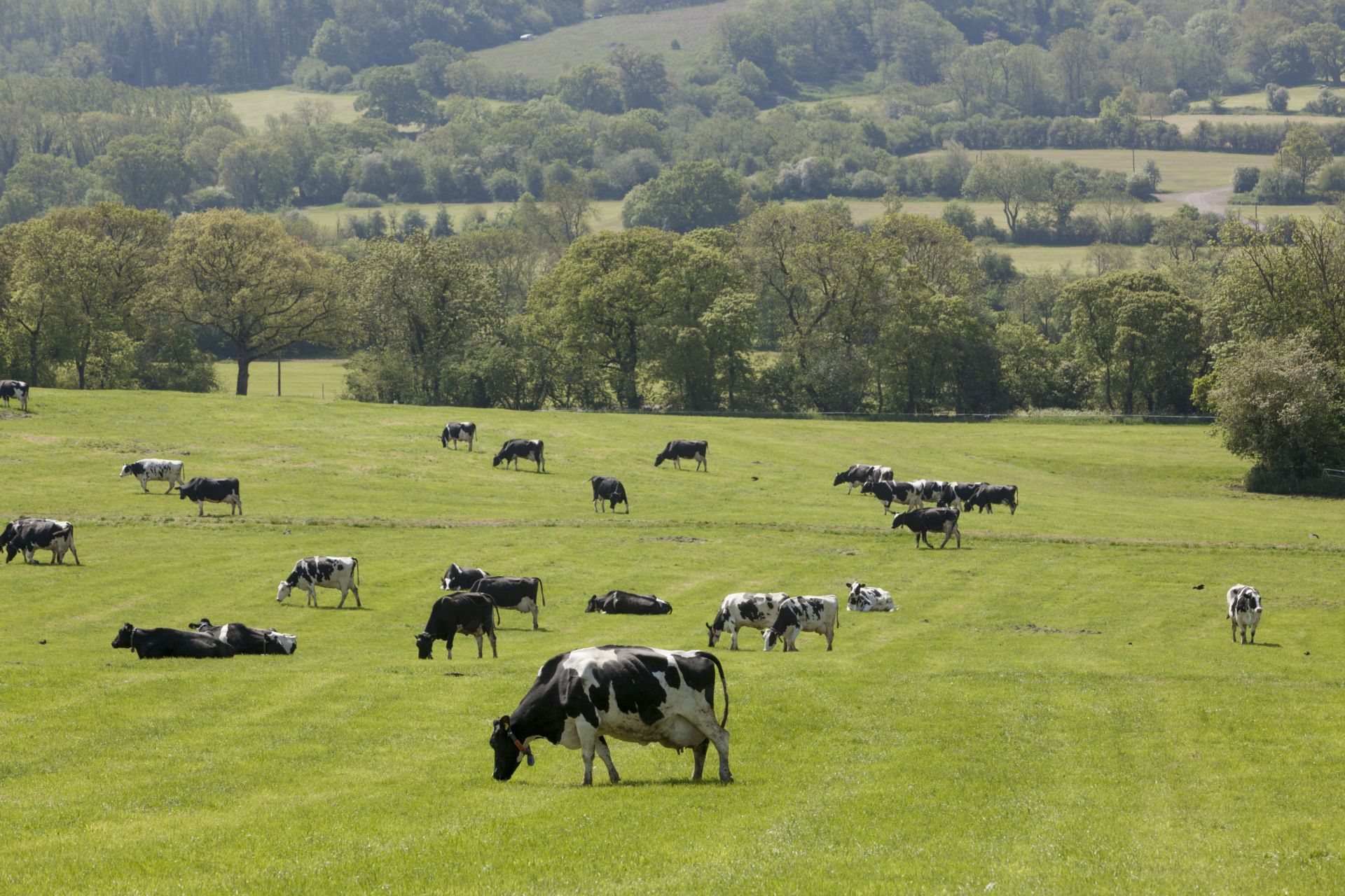 Animal farming