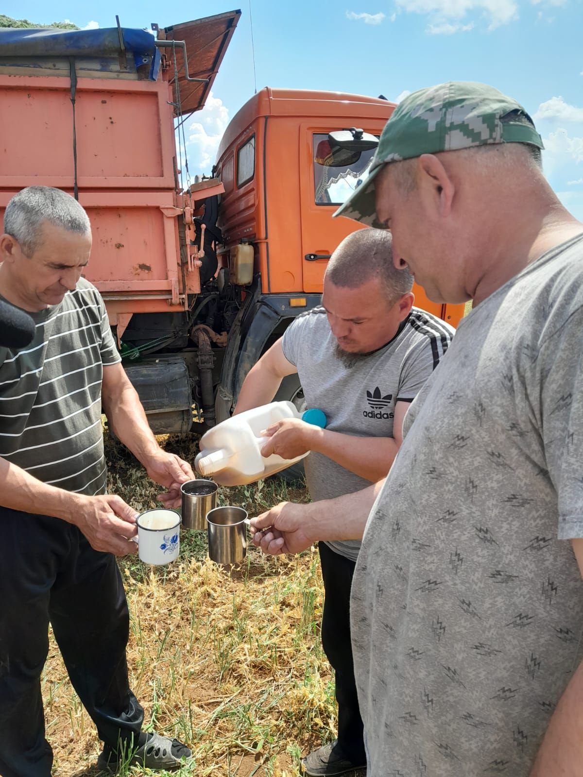 Урта Саба җәмгыятендә бүген борчакны сенажга сала башладылар