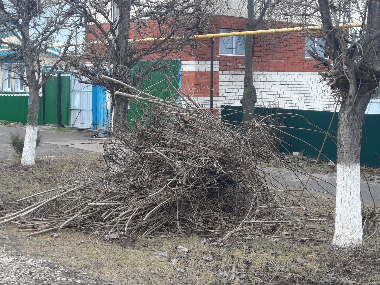 Байлар Сабасы урамнарында үсеп утыручы әлеге матур агачларны кышка әзерлиләр.