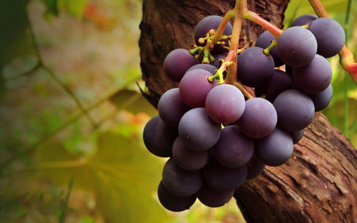 Хәтерне яхшырту өчен виноград согы эчәргә кирәк - "Шәһри Казан"
