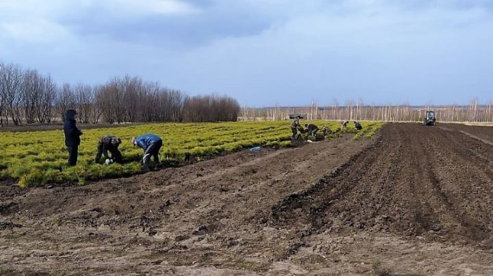 Минлесхоз РТ: В Татарстане открылся лесокультурный сезон-2021