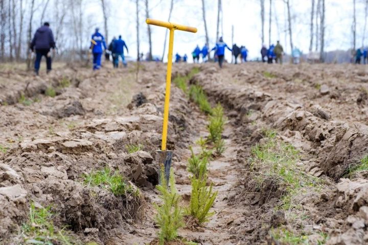 Работники АО «Транснефть – Прикамье» приняли участие в международной акции «Сад памяти»