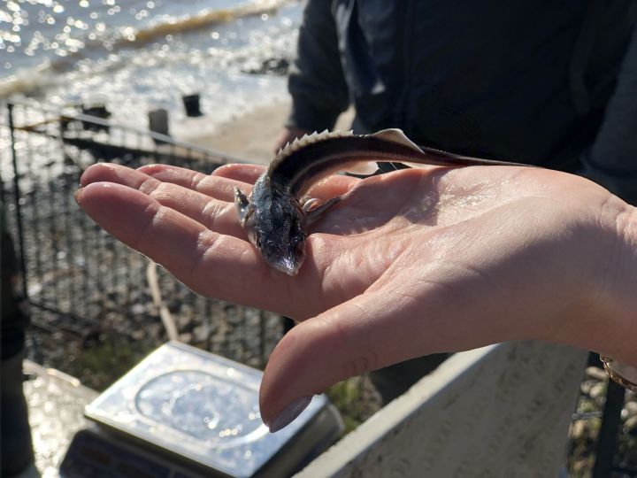 АО «Транснефть – Прикамье» выпустило около 3,2 тыс. молоди рыбы в водоемы Республики Татарстан и Самарской области