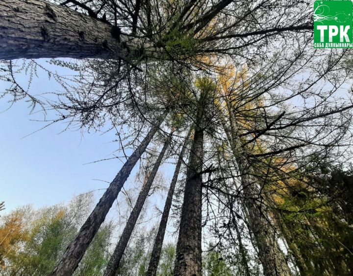 Татарстан Республикасында урманнарда янгын куркынычы сезоны ачылды.